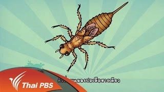 สายลับลุ่มน้ำสงคราม ตอนที่ 1