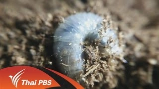 กว่างนักสู้