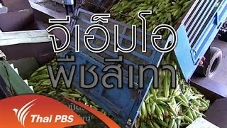 จีเอ็มโอ พืชสีเทา