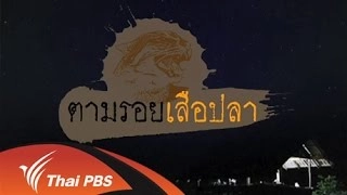 ตามรอยเสือปลา