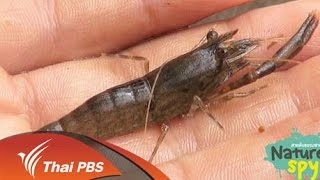 กุ้งน้ำตกสาละวิน