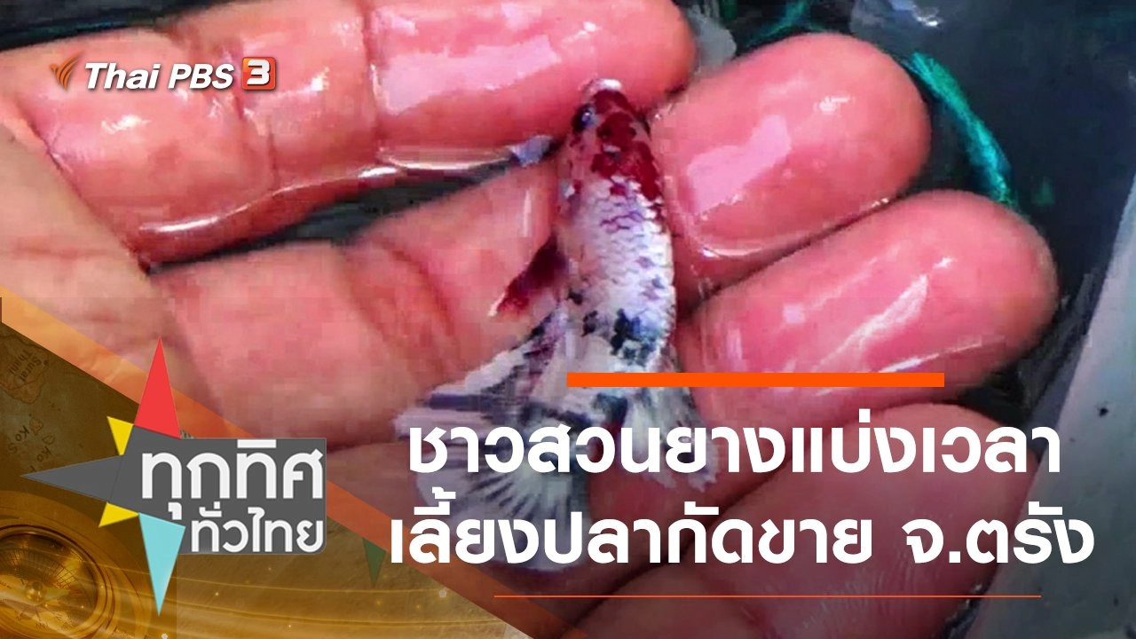 ชาวสวนยางแบ่งเวลาเลี้ยงปลากัดขาย จ.ตรัง