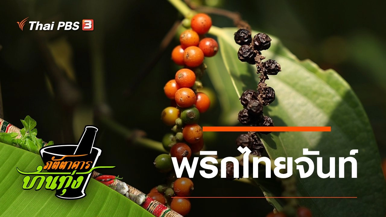 พริกไทยจันท์