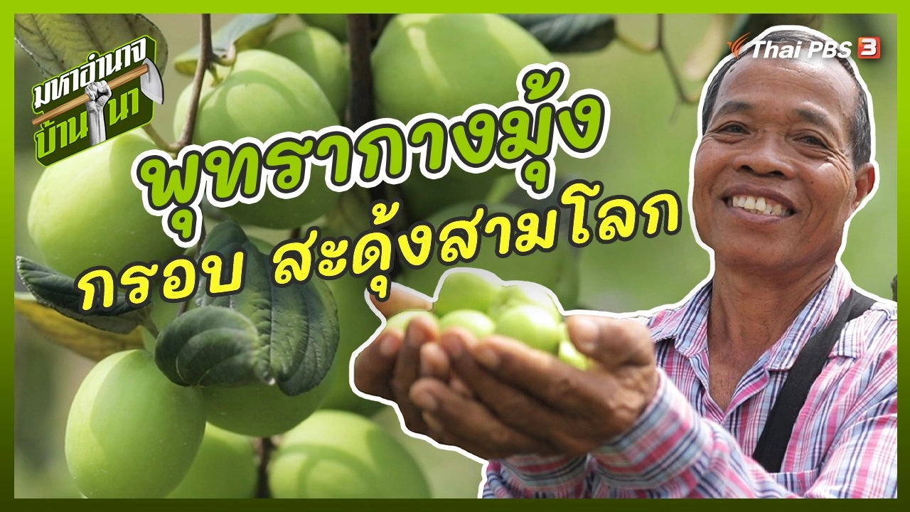 พุทรากางมุ้ง กรอบ สะดุ้งสามโลก