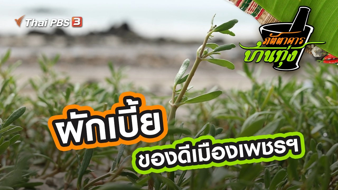 ผักเบี้ย