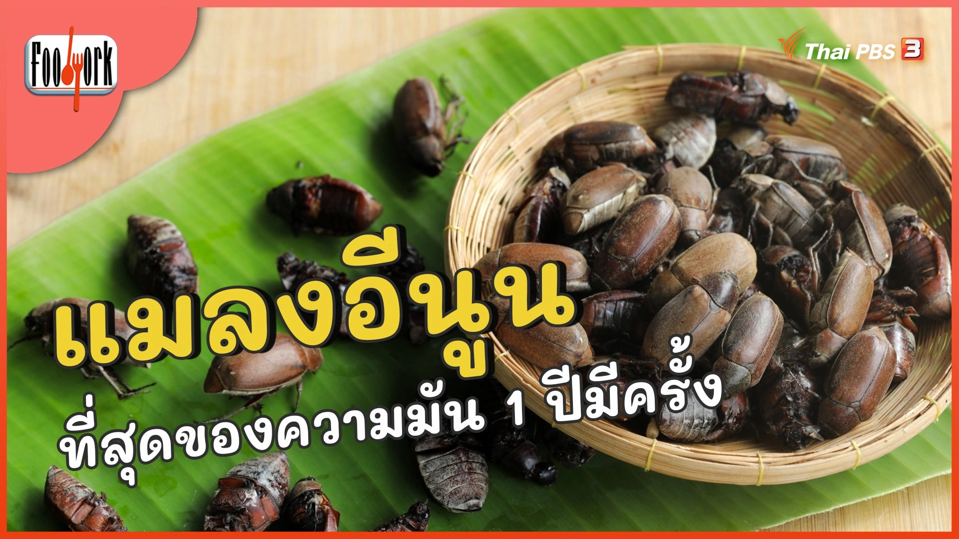 แมลงอีนูน ที่สุดของความมัน 1 ปี มีครั้งเดียว