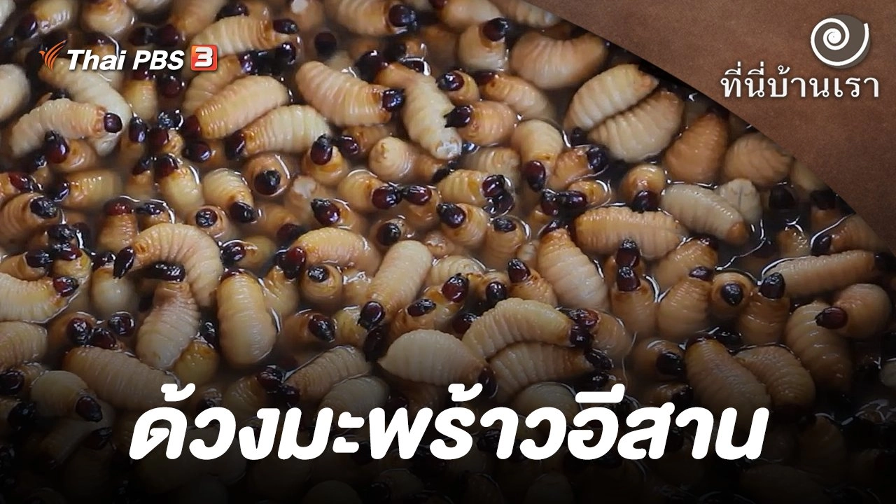 ด้วงมะพร้าวอีสาน