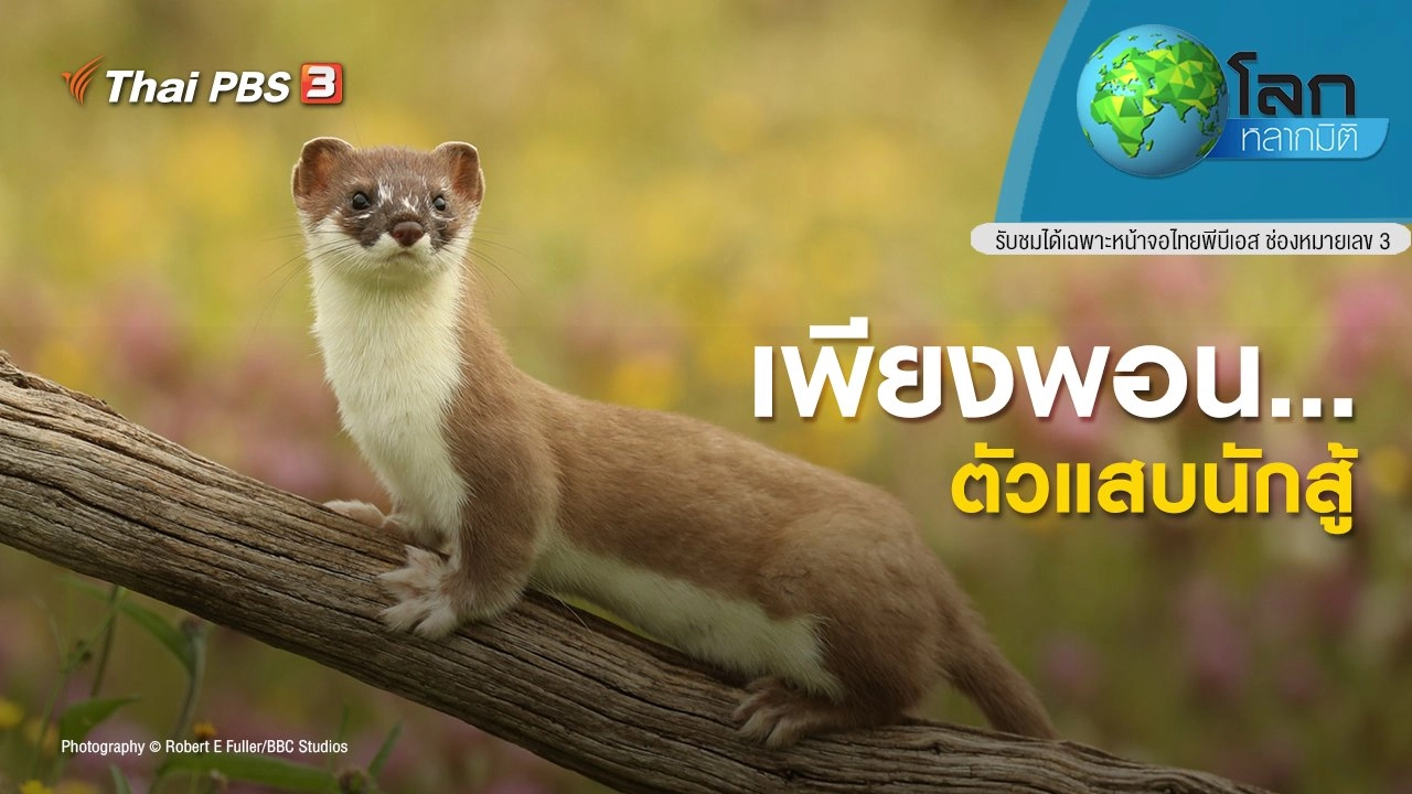 เพียงพอน...ตัวแสบนักสู้