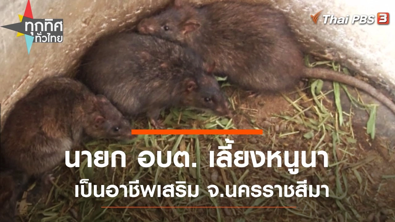 นายก อบต. เลี้ยงหนูนาเป็นอาชีพเสริม จ.นครราชสีมา