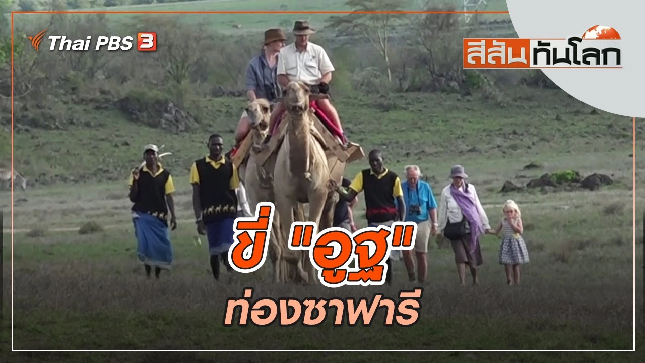 ขี่ "อูฐ" ท่องซาฟารี | สีสันทันโลก | 14 พ.ค. 65