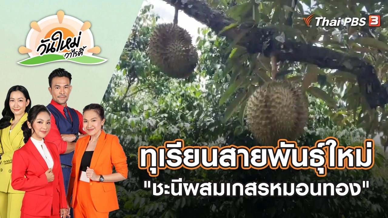 ชวนชิมทุเรียนสายพันธุ์ใหม่ "พันธุ์ชะนีผสมเกสรหมอนทอง" | วันใหม่วาไรตี้ | 20 พ.ค. 65