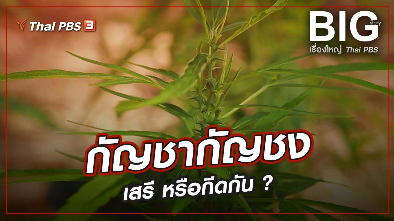 กัญชากัญชง...เสรี หรือกีดกัน ?