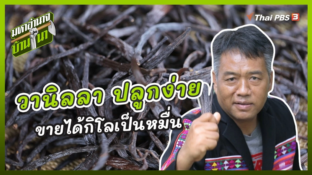 วานิลลา ปลูกง่าย ขายได้กิโลเป็นหมื่น