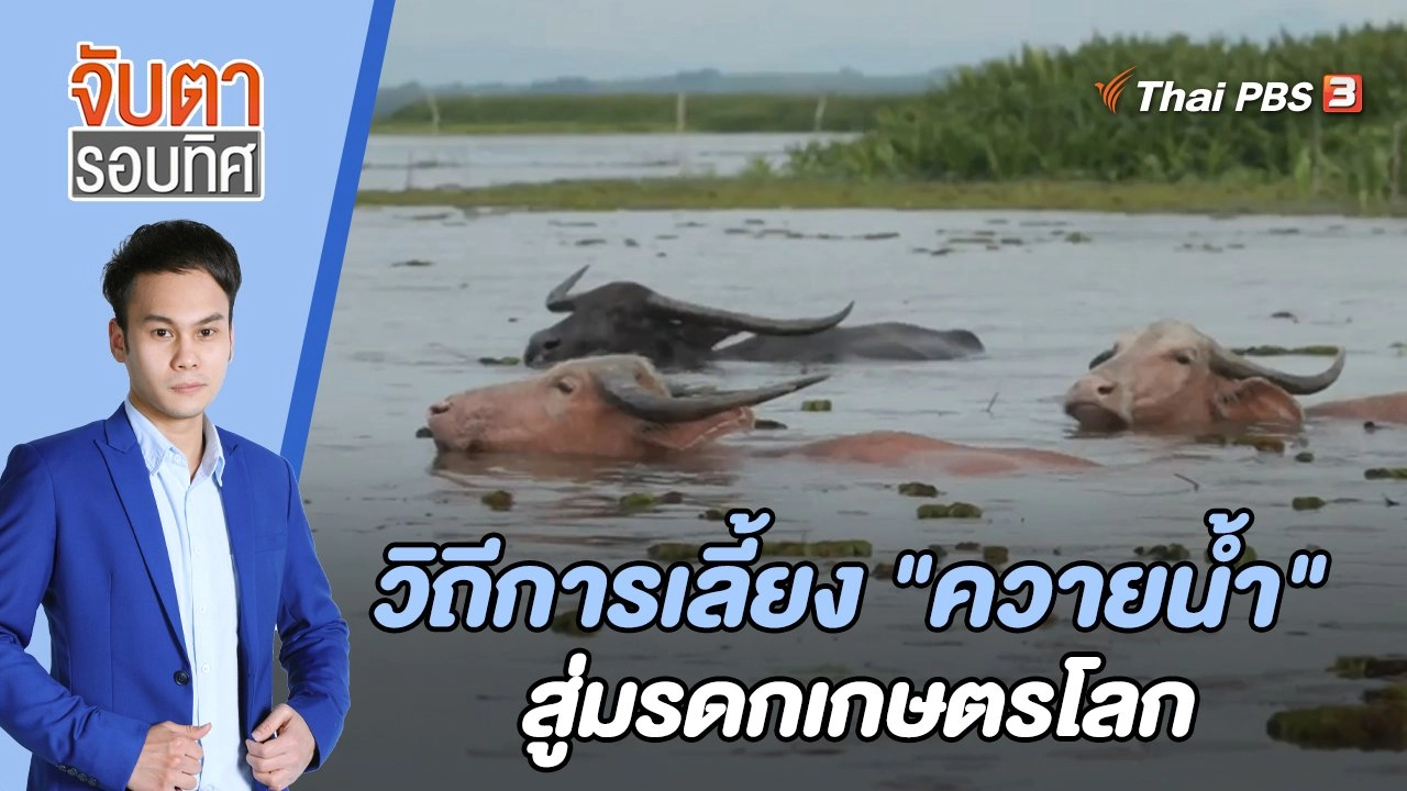 วิถีการเลี้ยง "ควายน้ำ" สู่มรดกเกษตรโลก | จับตารอบทิศ | 27 พ.ค. 65