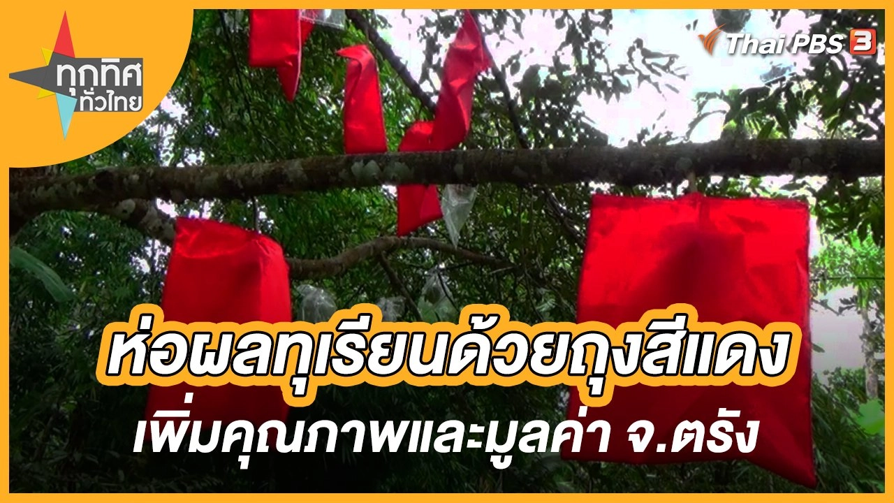 ห่อผลทุเรียนด้วยถุงสีแดงเพิ่มคุณภาพและมูลค่า จ.ตรัง
