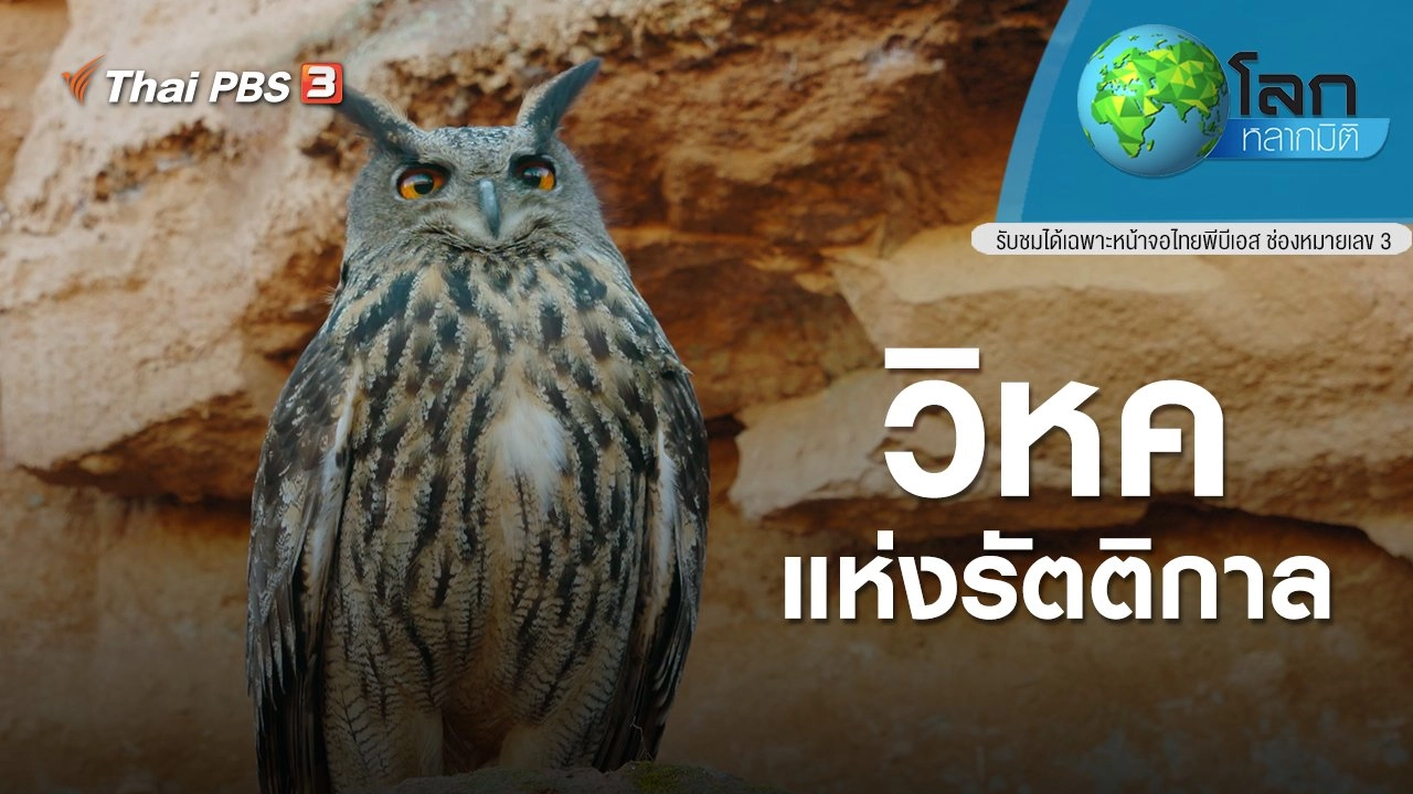 วิหคแห่งรัตติกาล