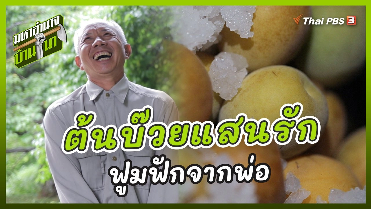 ต้นบ๊วยแสนรัก ฟูมฟักจากพ่อ