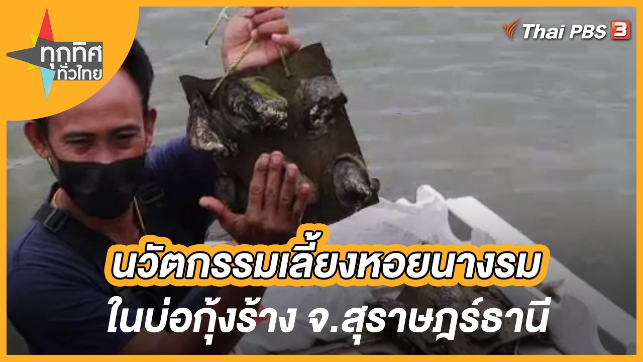 นวัตกรรมเลี้ยงหอยนางรมในบ่อกุ้งร้าง จ.สุราษฎร์ธานี