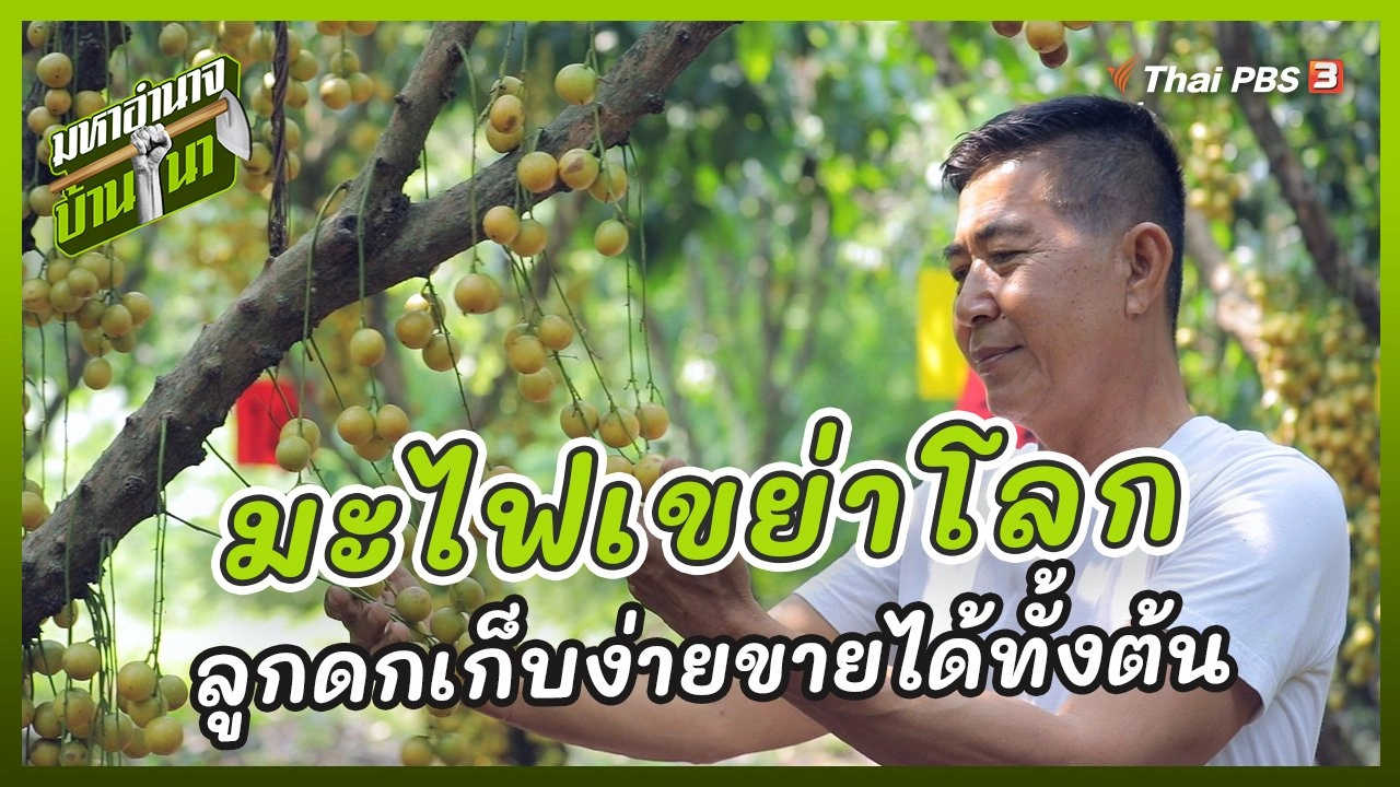 มะไฟเขย่าโลก ลูกดกเก็บง่ายขายได้ทั้งต้น