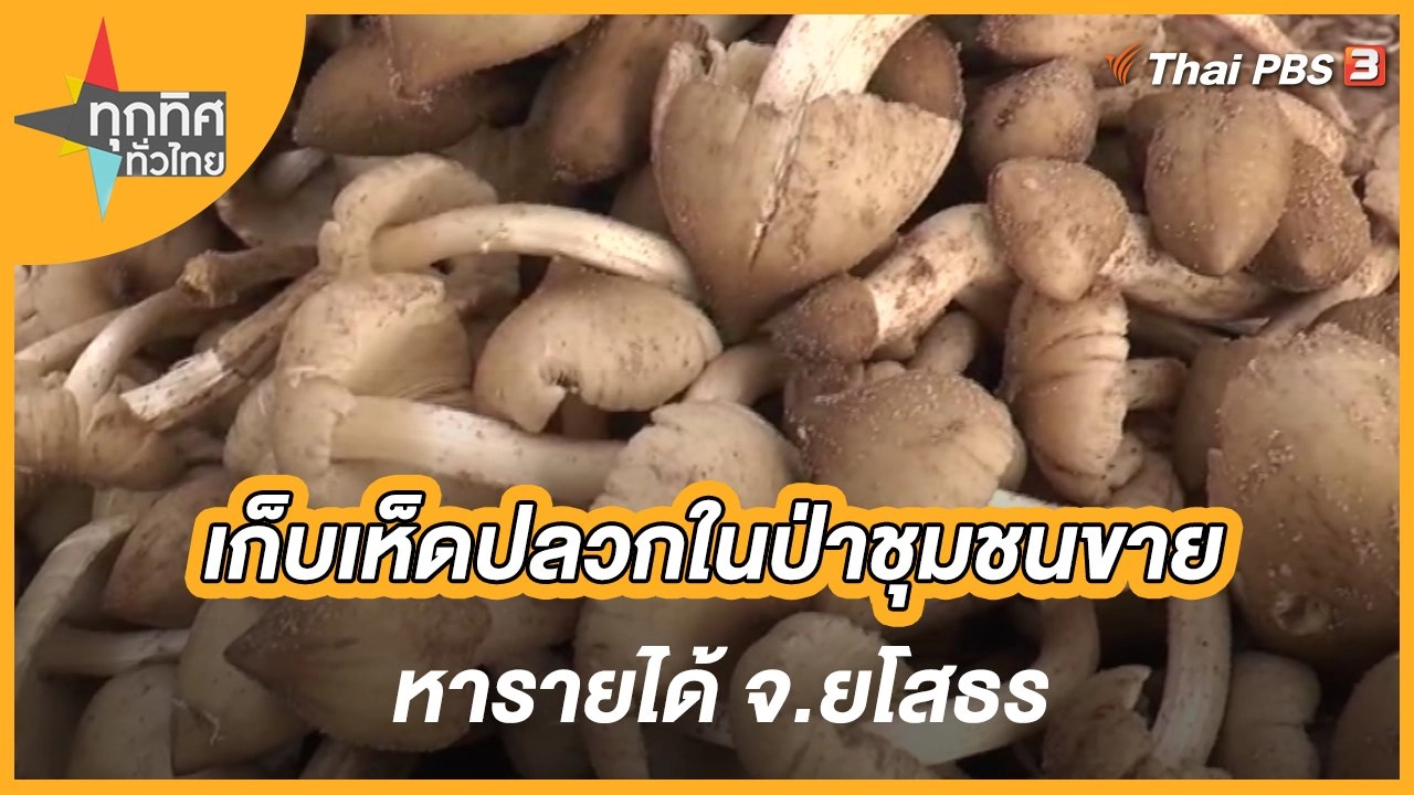 เก็บเห็ดปลวกในป่าชุมชนขายหารายได้ จ.ยโสธร