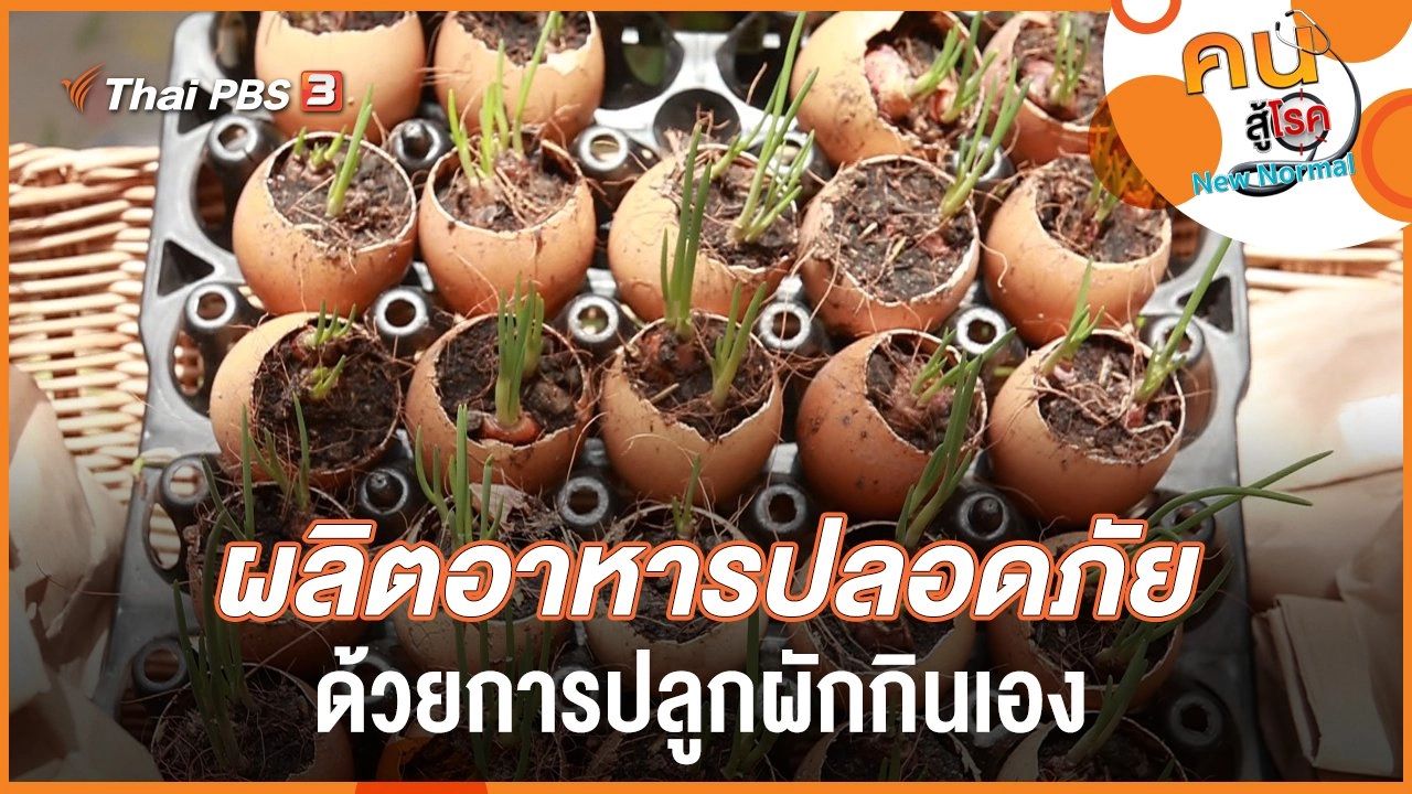 ผลิตอาหารปลอดภัย ด้วยการปลูกผักกินเอง