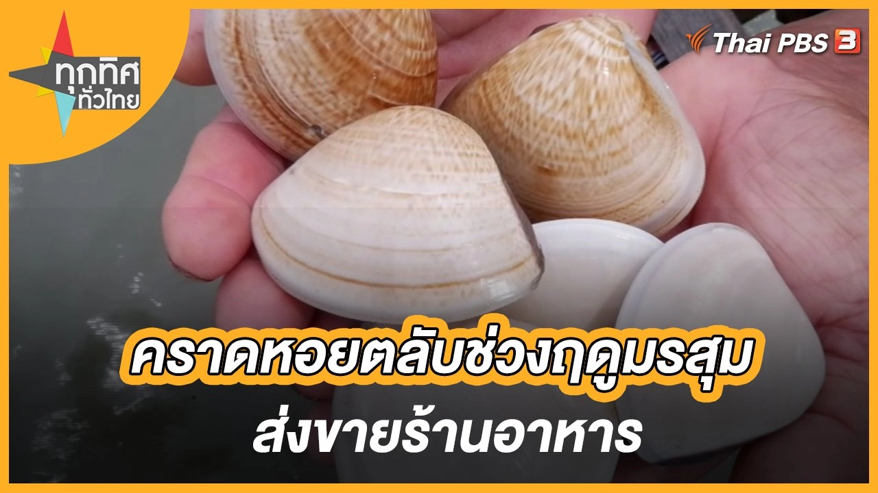 คราดหอยตลับช่วงฤดูมรสุม ส่งขายร้านอาหาร