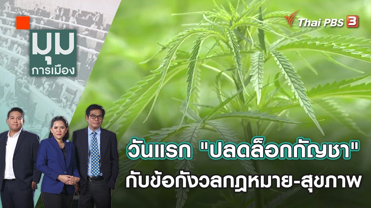 วันแรก "ปลดล็อกกัญชา" กับข้อกังวลด้านกฎหมาย-สุขภาพ | มุมการเมือง | 9 มิ.ย. 65