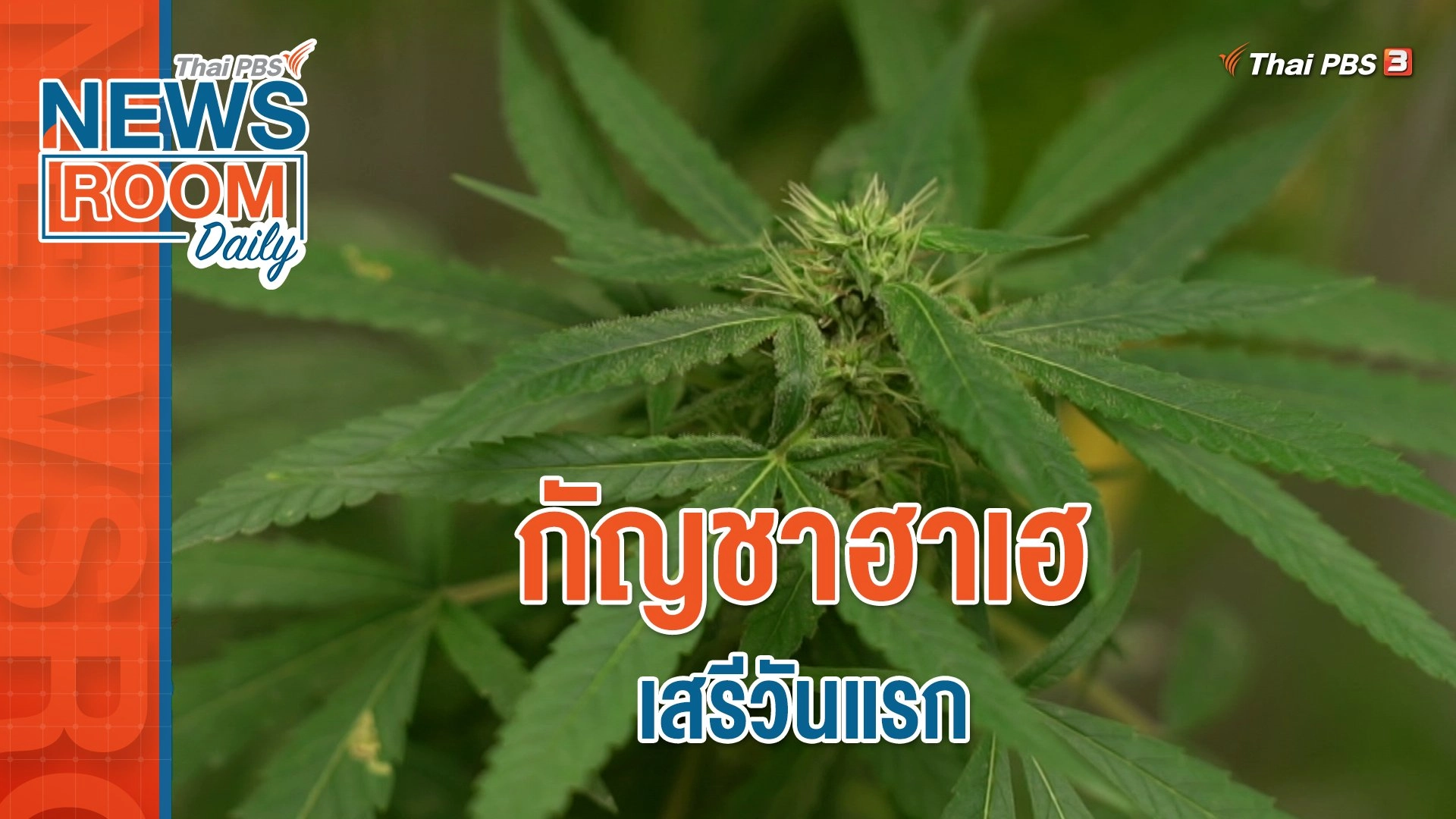 กัญชาฮาเฮ เสรีวันแรก