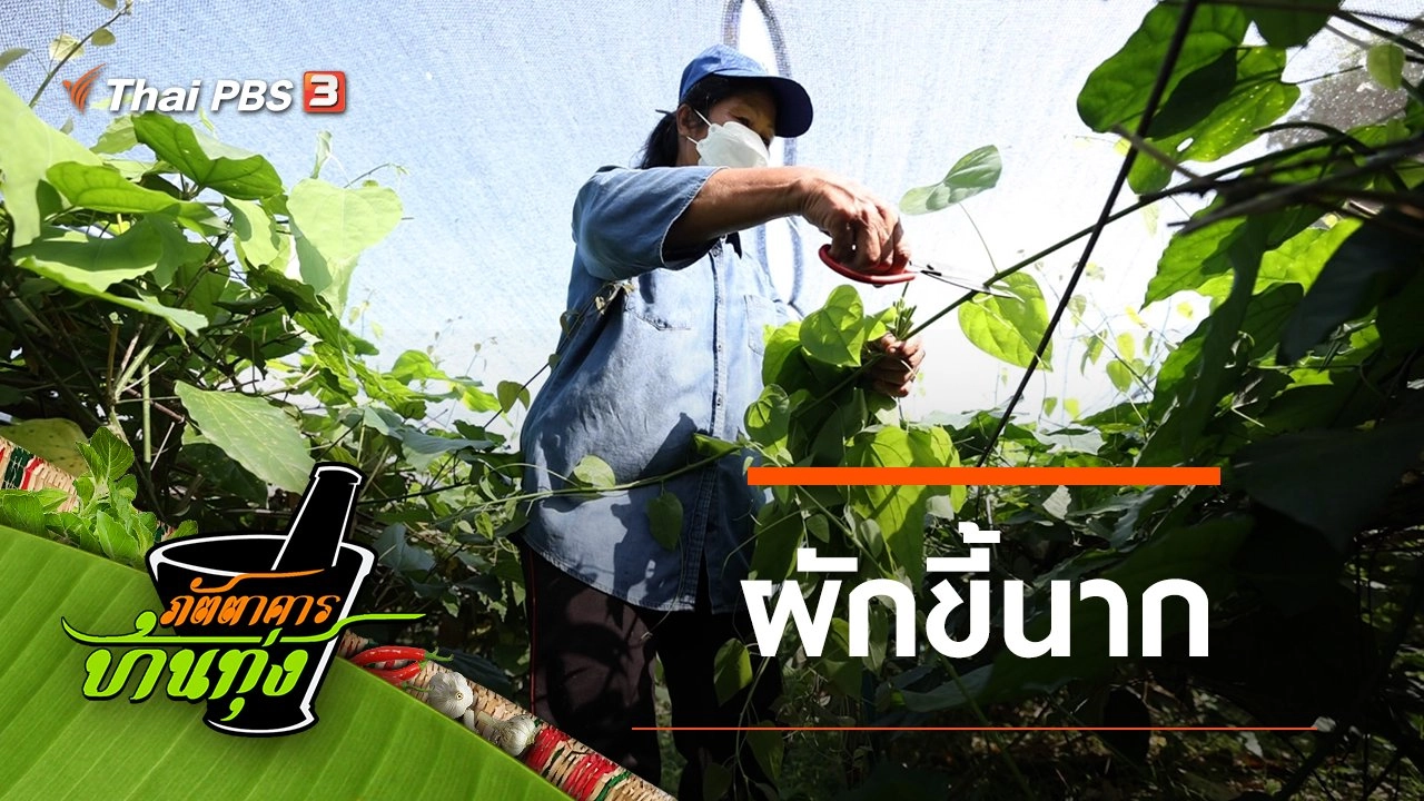 ผักขี้นาก