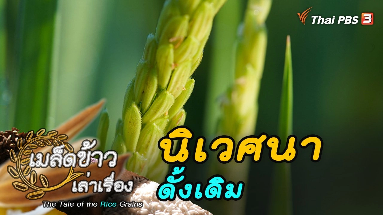 นิเวศนาดั้งเดิม