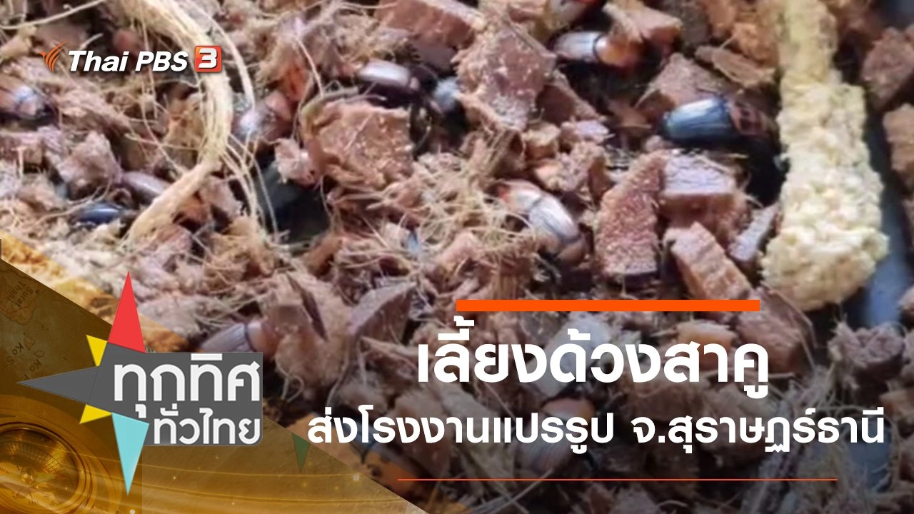 เลี้ยงด้วงสาคูส่งโรงงานแปรรูป จ.สุราษฏร์ธานี