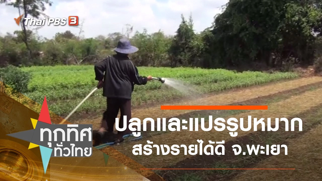 ปลูกและแปรรูปหมากสร้างรายได้ดี จ.พะเยา