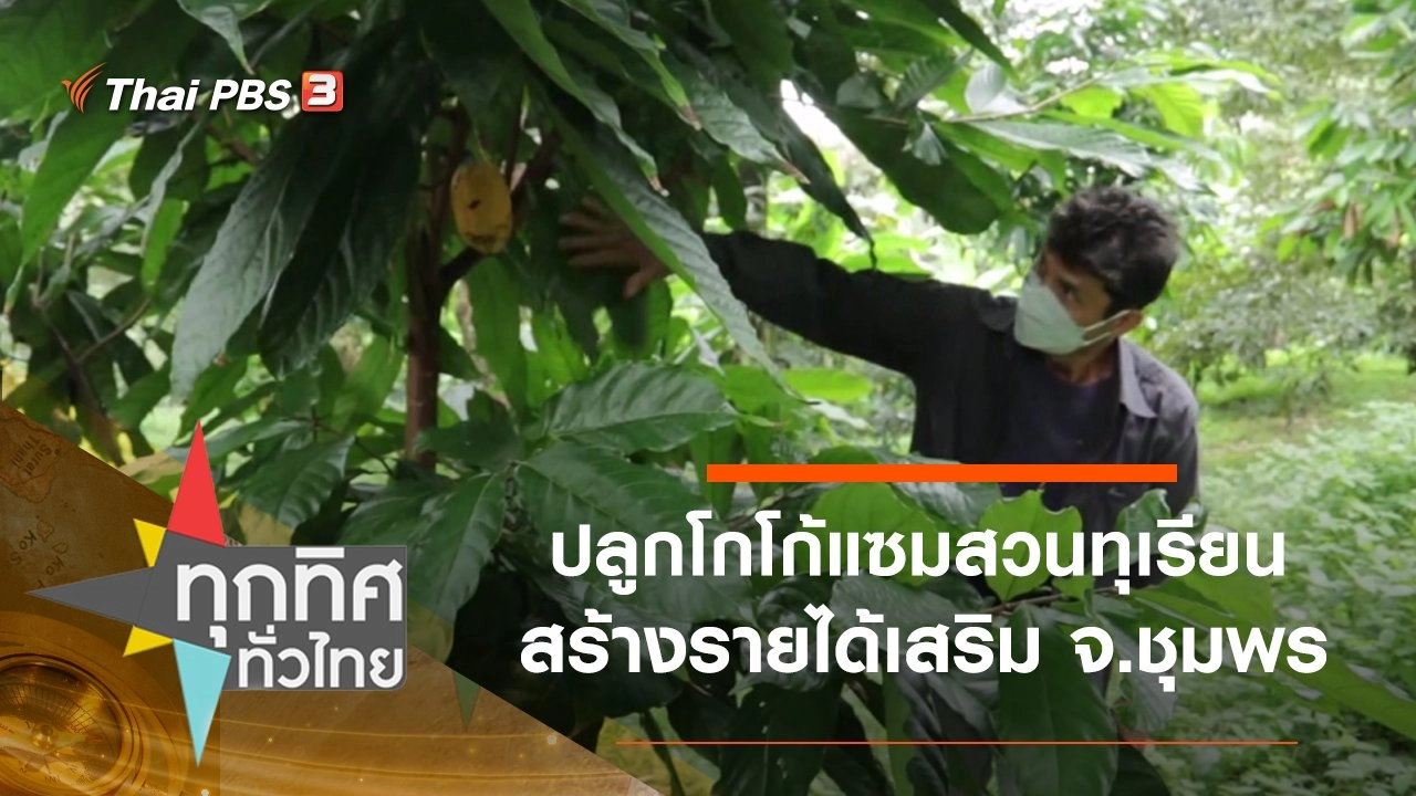 ปลูกโกโก้แซมสวนทุเรียนสร้างรายได้เสริม จ.ชุมพร