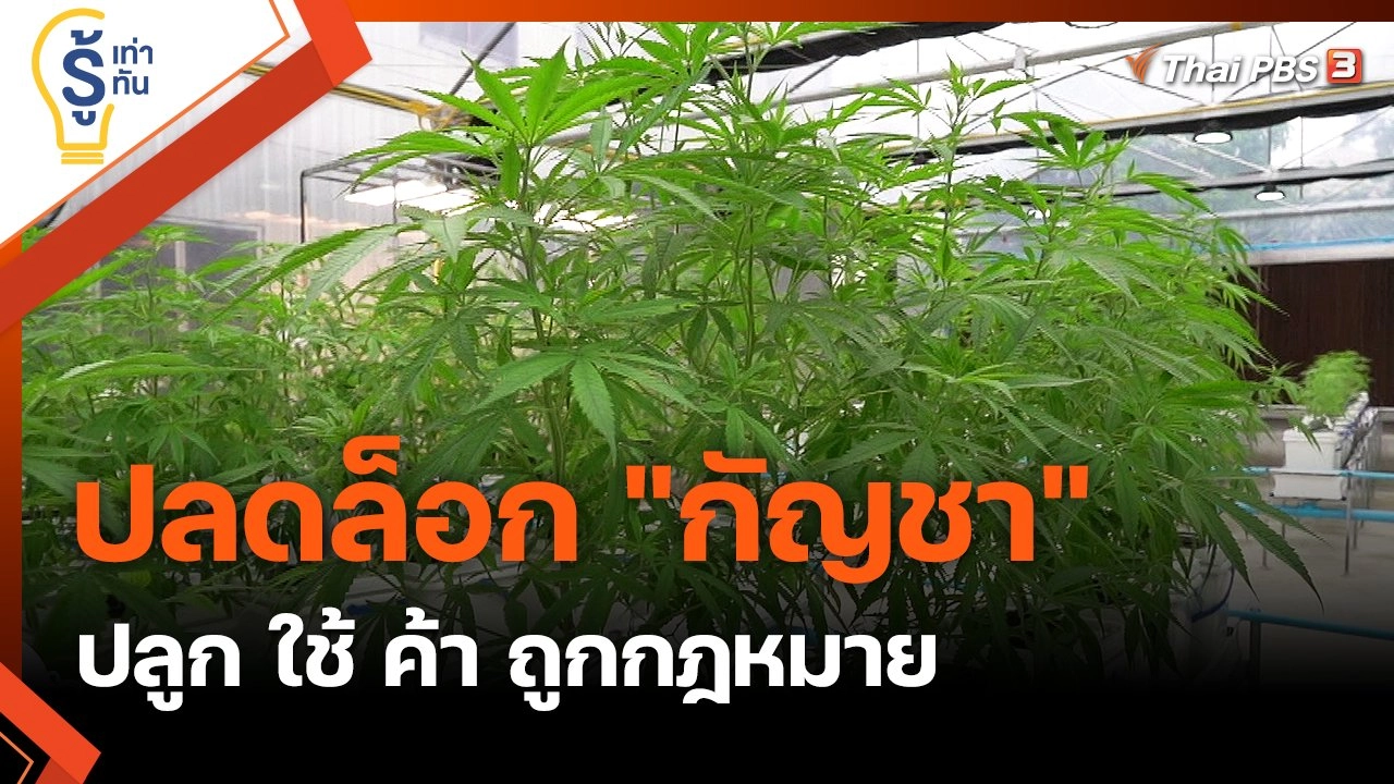 ปลดล็อก "กัญชา" ปลูก ใช้ ค้า ถูกกฎหมาย