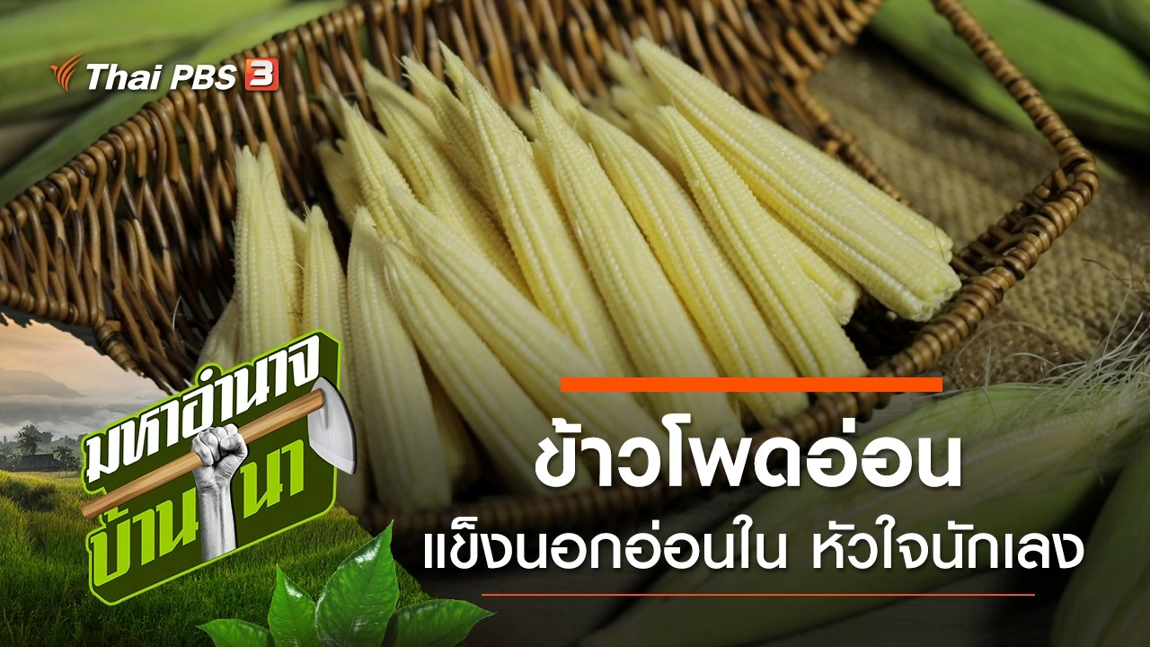 ข้าวโพดอ่อน แข็งนอกอ่อนใน หัวใจนักเลง