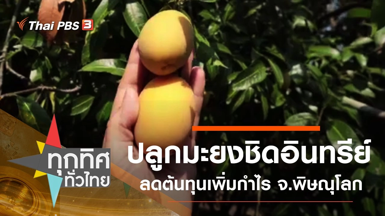 ปลูกมะยงชิดอินทรีย์ลดต้นทุนเพิ่มกำไร จ.พิษณุโลก