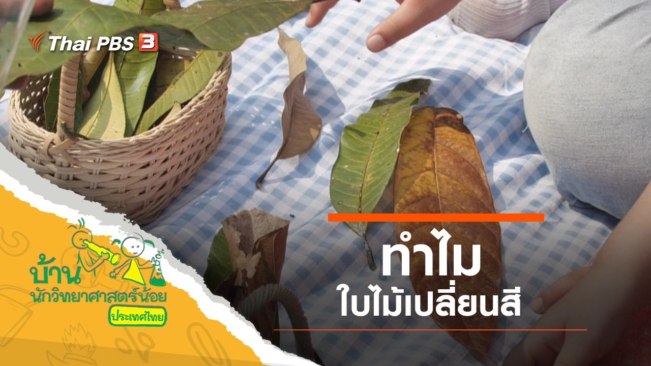 ทำไมใบไม้เปลี่ยนสี