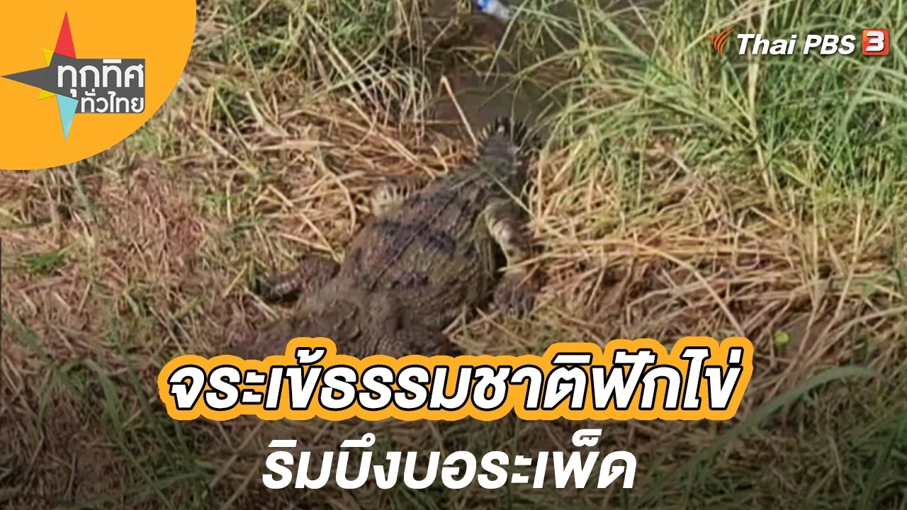 จระเข้ธรรมชาติฟักไข่ริมบึงบอระเพ็ด
