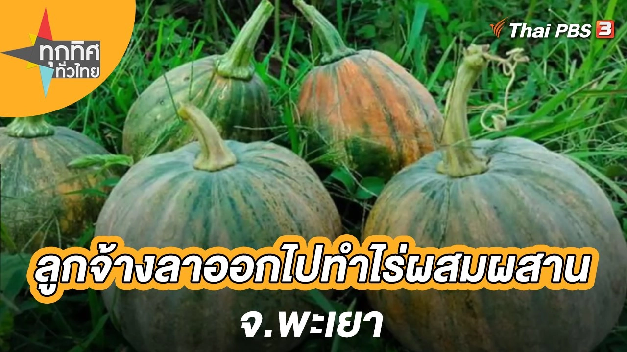 ลูกจ้างลาออกไปทำไร่ผสมผสาน จ.พะเยา