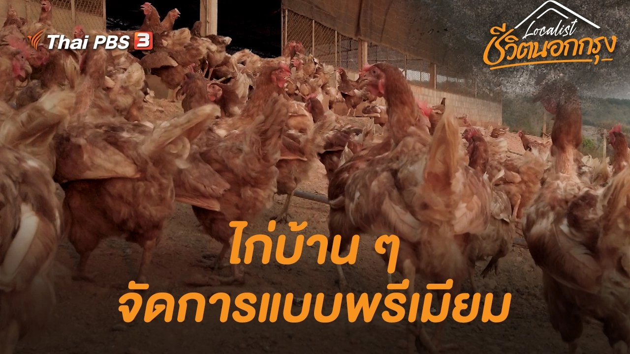 ไก่บ้าน ๆ จัดการแบบพรีเมียม