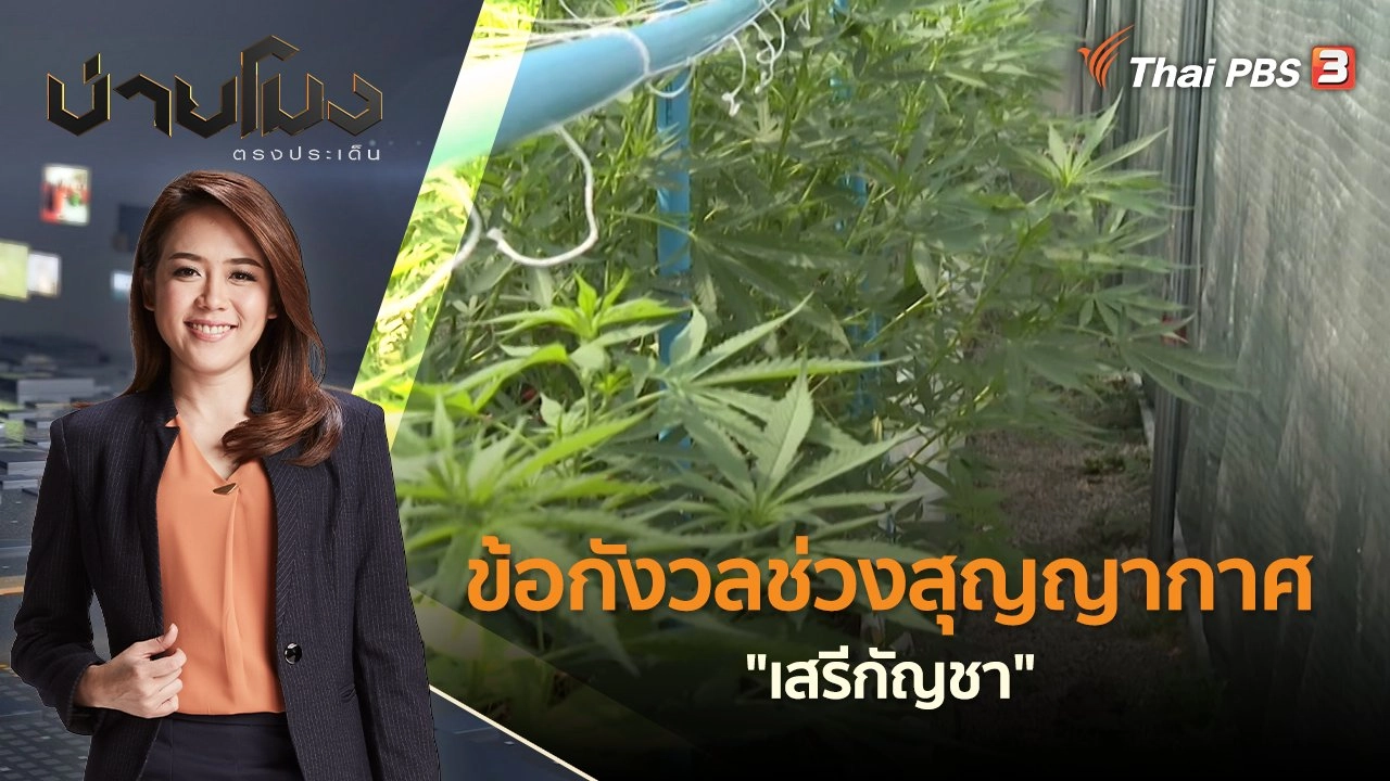 ข้อกังวลช่วงสุญญากาศ "เสรีกัญชา" | บ่ายโมง ตรงประเด็น | 13 มิ.ย. 65