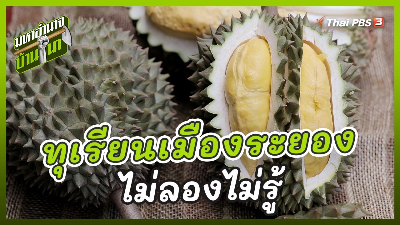 ทุเรียนเมืองระยอง ไม่ลองไม่รู้