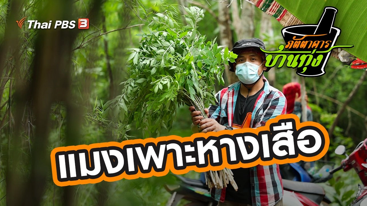 แมงเพาะหางเสือ