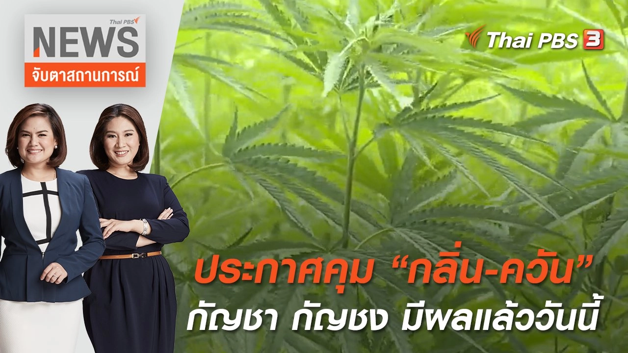 ประกาศคุม "กลิ่น-ควัน กัญชา กัญชง" มีผลแล้ววันนี้ | จับตาสถานการณ์ | 15 มิ.ย. 65
