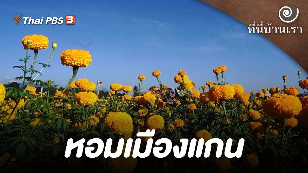 หอมเมืองแกน