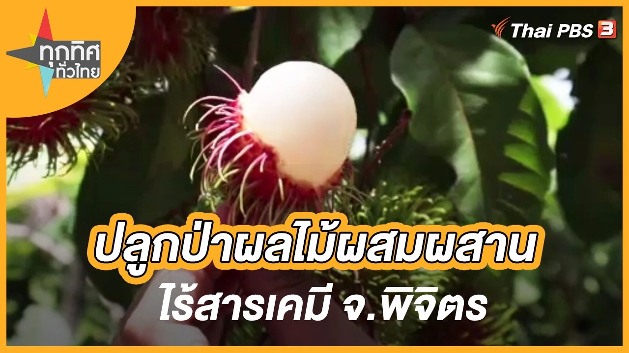 ปลูกป่าผลไม้ผสมผสานไร้สารเคมี จ.พิจิตร