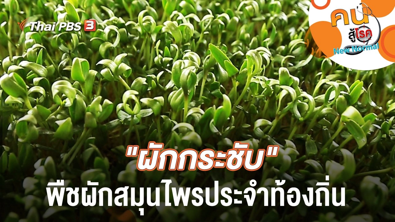 "ผักกระชับ" พืชผักสมุนไพรประจำท้องถิ่น