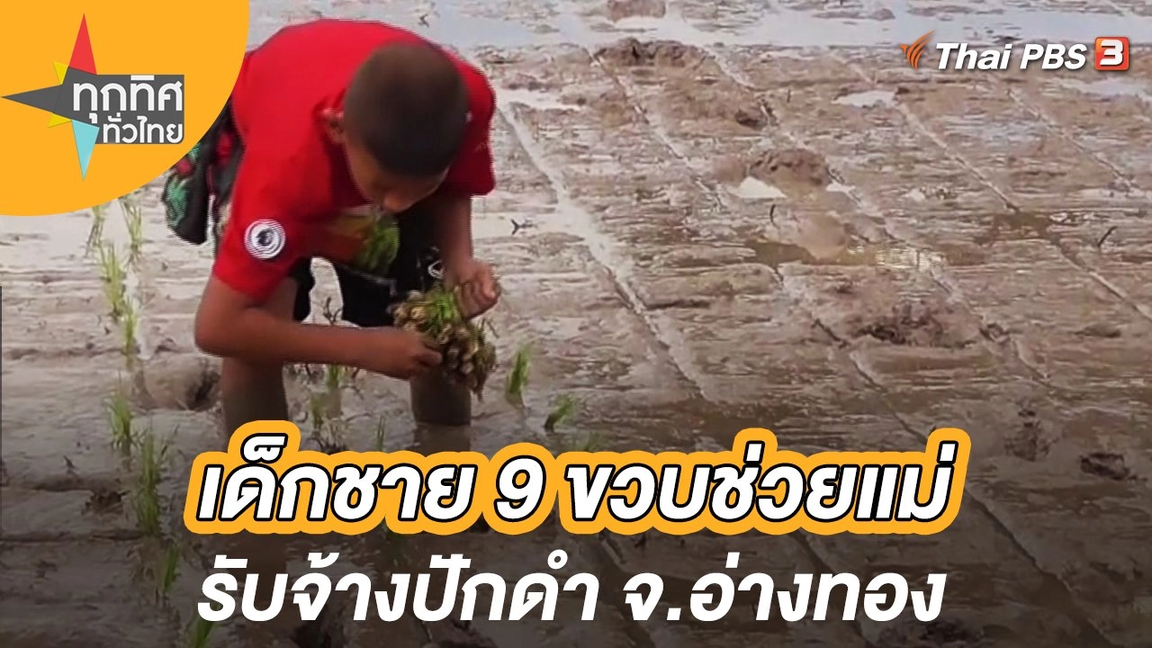 เด็กชาย 9 ขวบ ช่วยแม่รับจ้างปักดำ จ.อ่างทอง