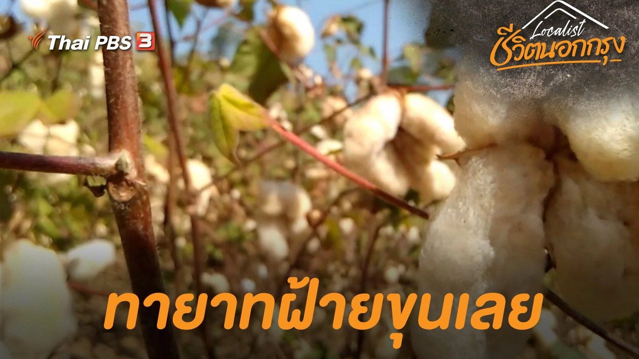 ทายาทฝ้ายขุนเลย