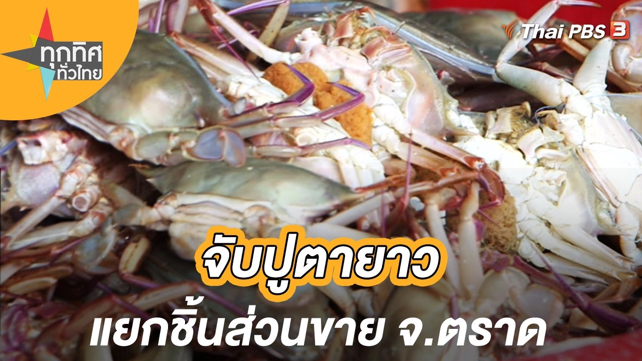 จับปูตายาวแยกชิ้นส่วนขาย จ.ตราด